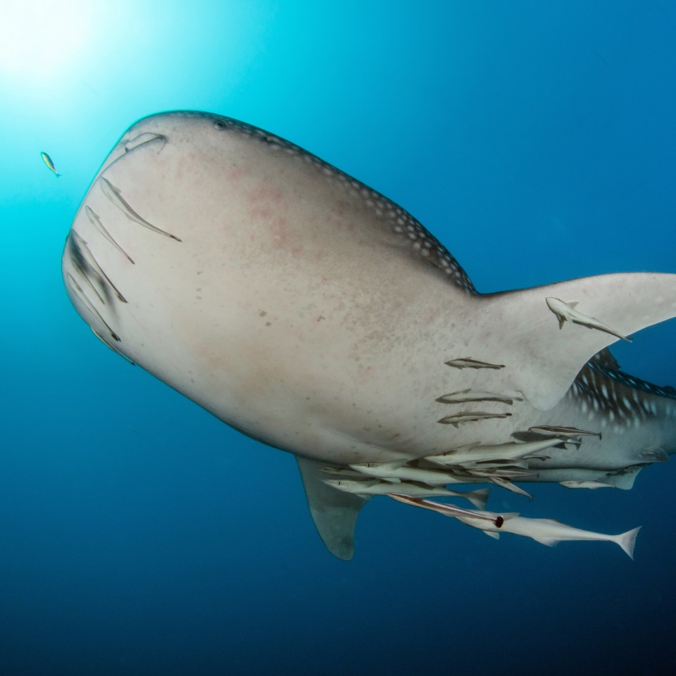 Camping-Safari im Herzen Süd-Ost Afrika